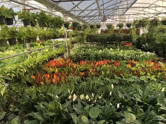 The greenhouse at The Plant Factory, showing a huge selection of wholesale plants