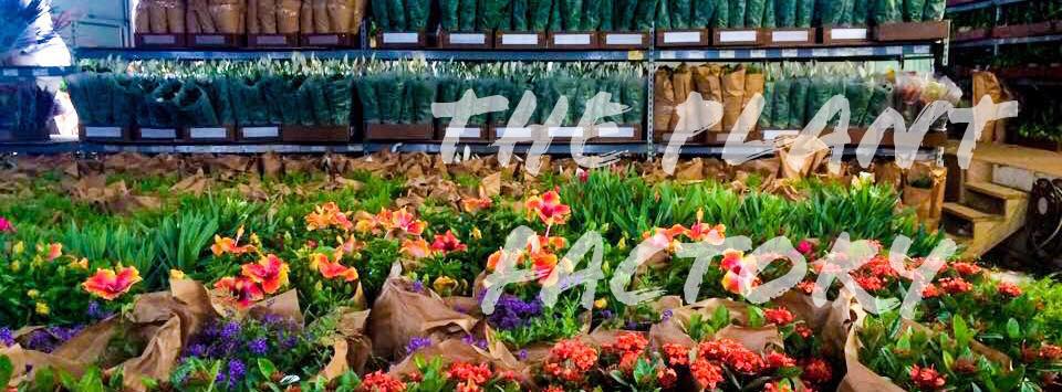 wholesale plants