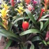 Bromeliad Plants
