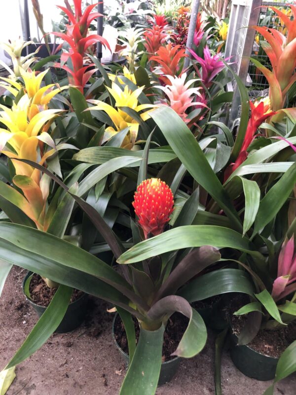 Bromeliad Plants