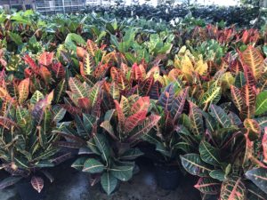 Crotons ready for resale