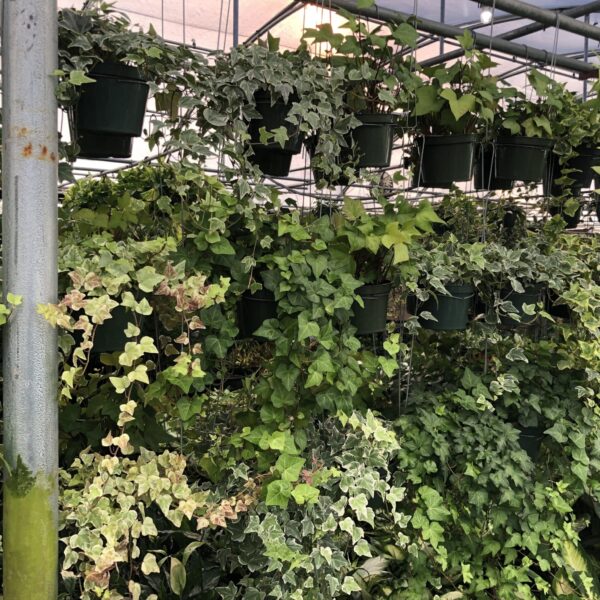 wholesale Ivy plants