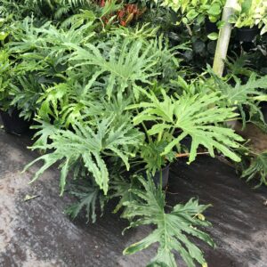 wholesale Sellome plant