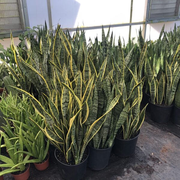 wholesale Mother in Law plants