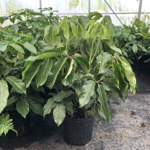 Wholesale Tropical Scheff Amate