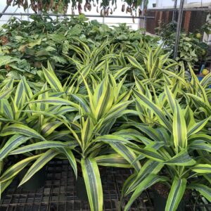 Wholesale Lemon Lime