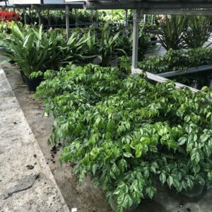 Wholesale Tropicals