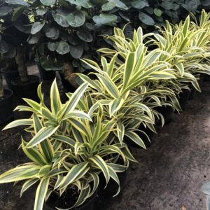 Wholesale Tropicals