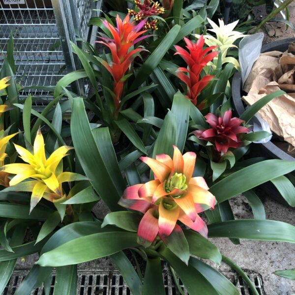 Wholesale Tropicals