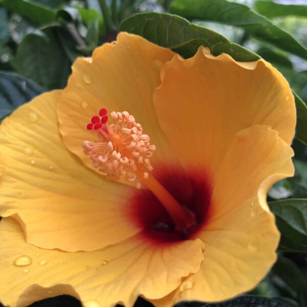 tropical hibiscus plant