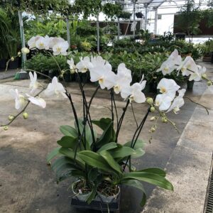 wholesale Orchids