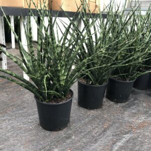 Fernwood Sanseveria house plant