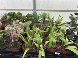 Cacti