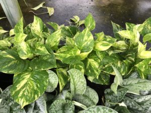 Golden Pothos
