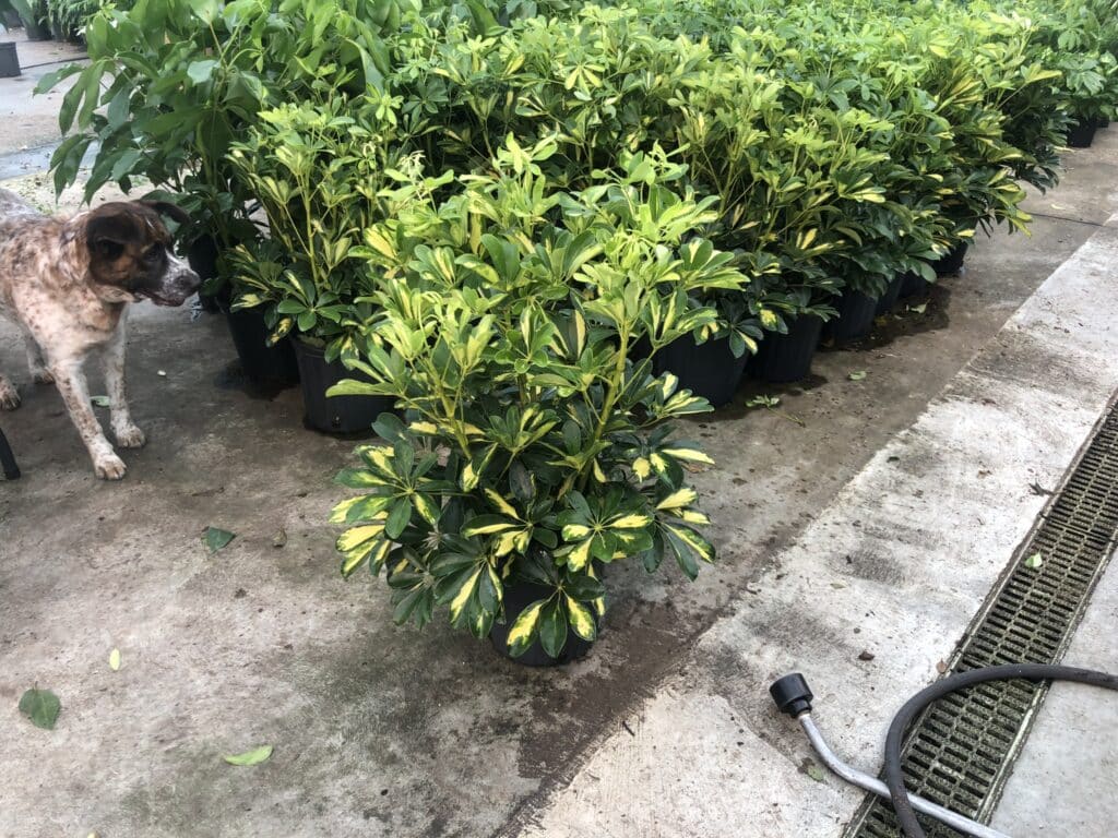 wholesale arb