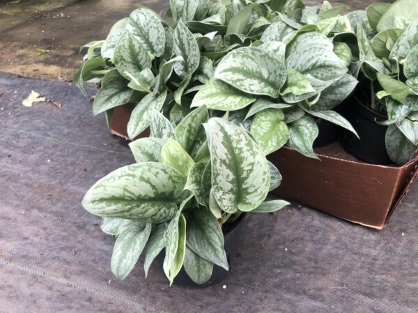 wholesale Scindaptus