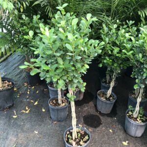 Green Island Ficus House Plant
