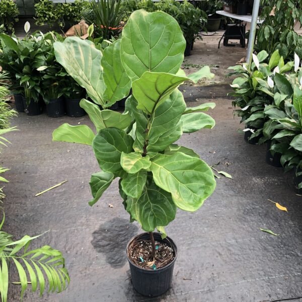 Wholesale fiddle Fig std