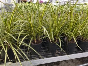 Kiwi Margi house plants