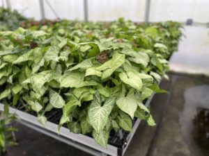 Arrowhead Pole house plants