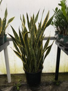 12" Sanseveria or Mother in law Tongue