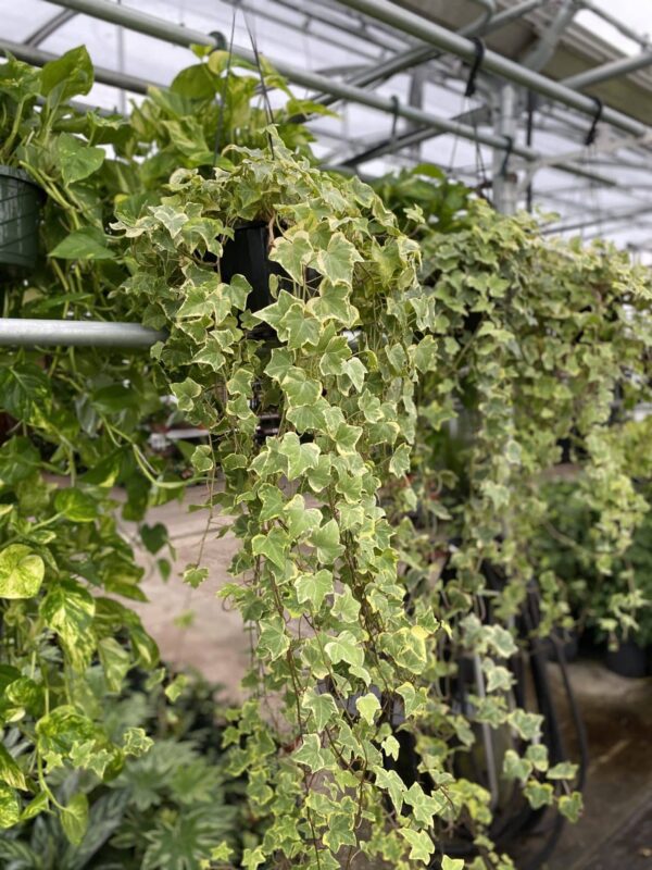 Hanging Ivy Plant