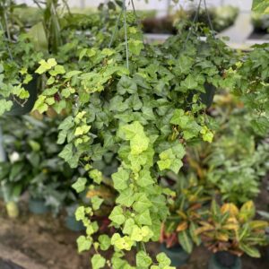 English Ivy 8" Hanging Basket