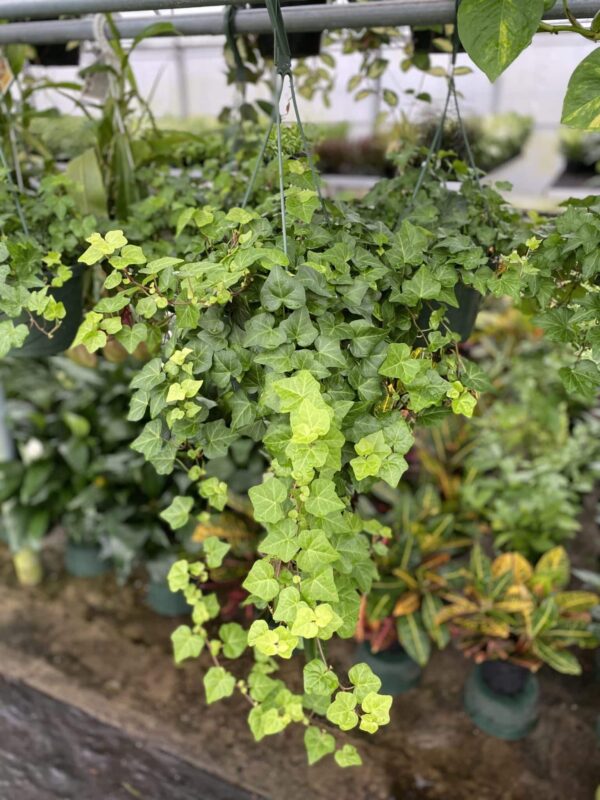 English Ivy 8" Hanging Basket