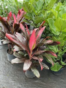 Ti or Cordyline Plant