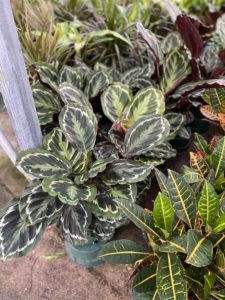 6" Medallion Calathea