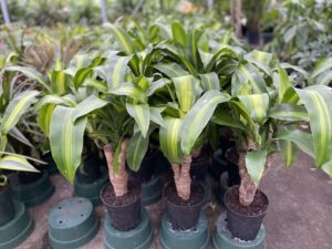 6" Mass cane corn plant