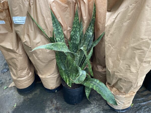 10" Sansevieria Joboa