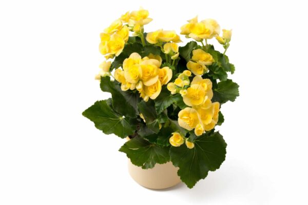 6" Begonia Reiger