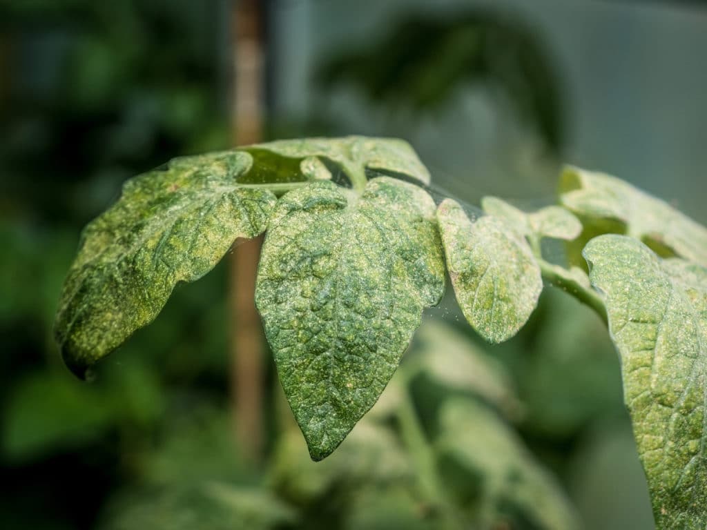 Spider mites on plant