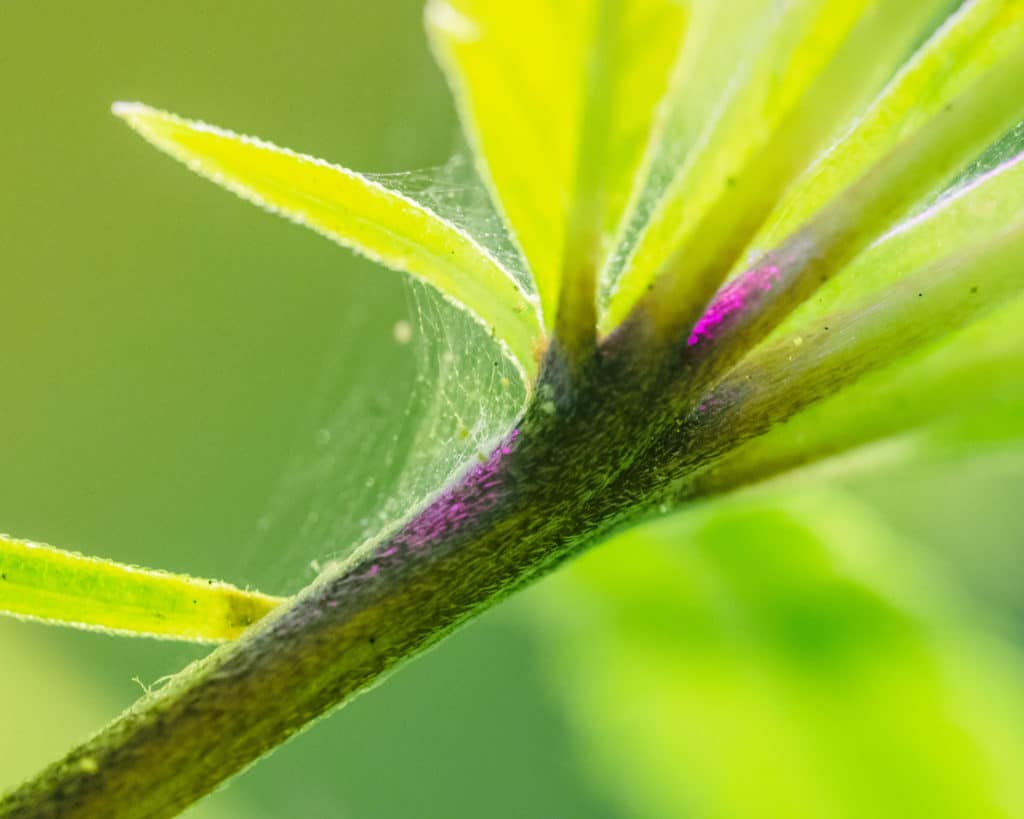 Spider mite on plant