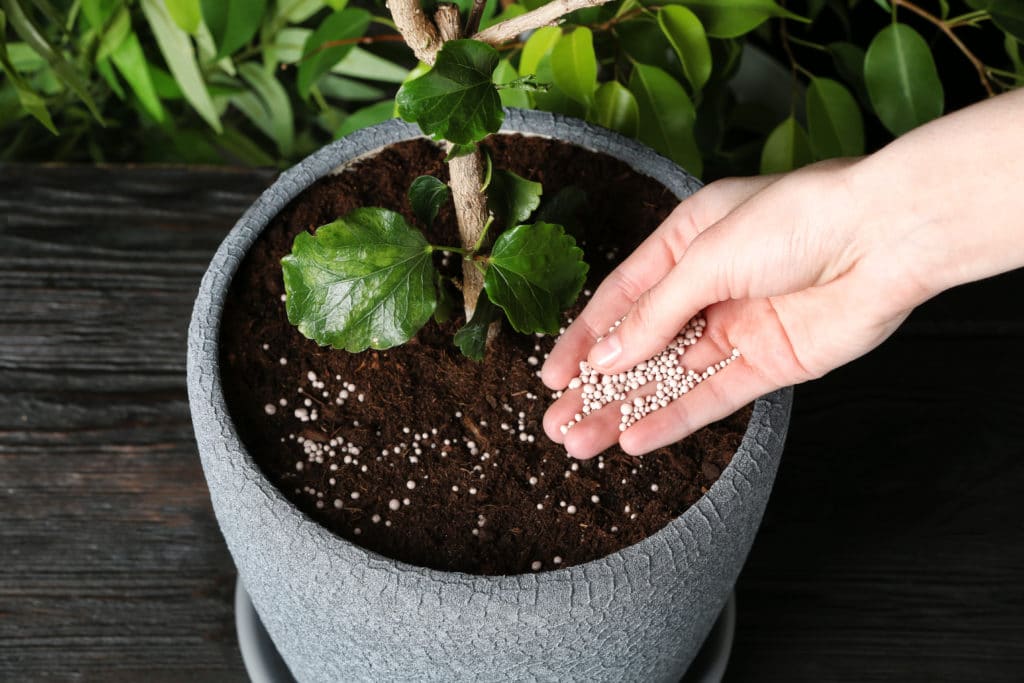 Woman fertilizing a plant