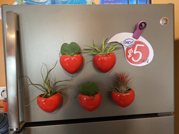 Air Plant Magnet