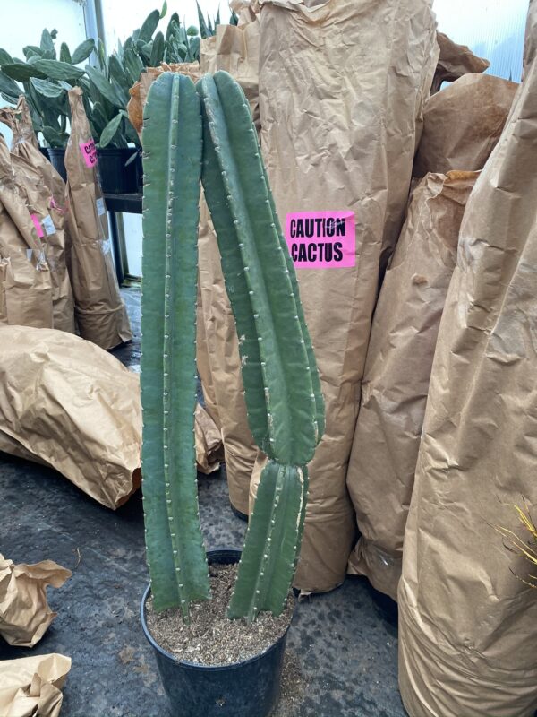 10" Cactus Peru