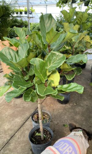 10" Fiddle Fig