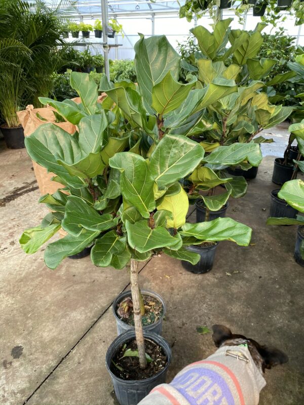 10" Fiddle Fig
