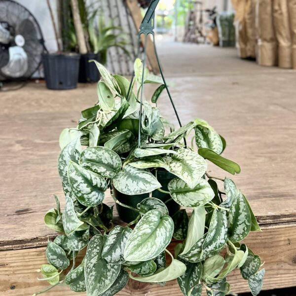 8" HB Scindaptus