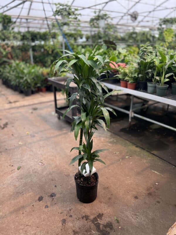 10" Dracaena Lisa Cane 3’2’1’