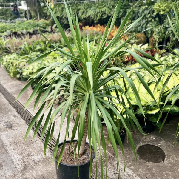 14" Yucca