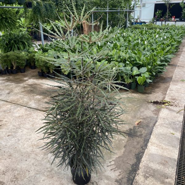 10" Aralia False
