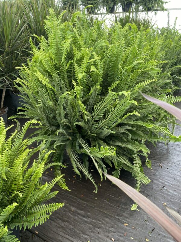 10" Fern Kimberly Queen