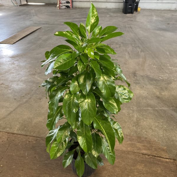 10" Schefflera  Alpine