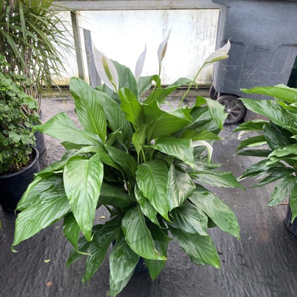 10" Spath