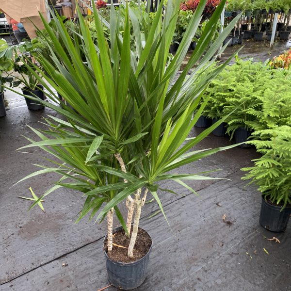 10" Dracaena Tarzan Tree - Image 2