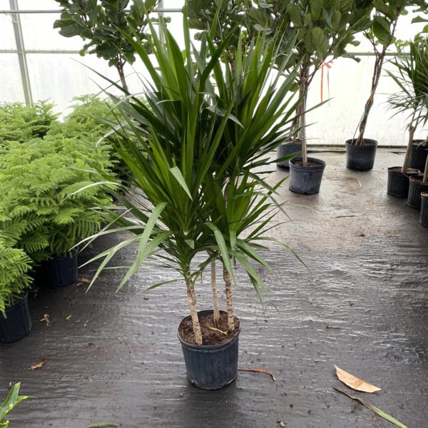 10" Dracaena Tarzan Tree