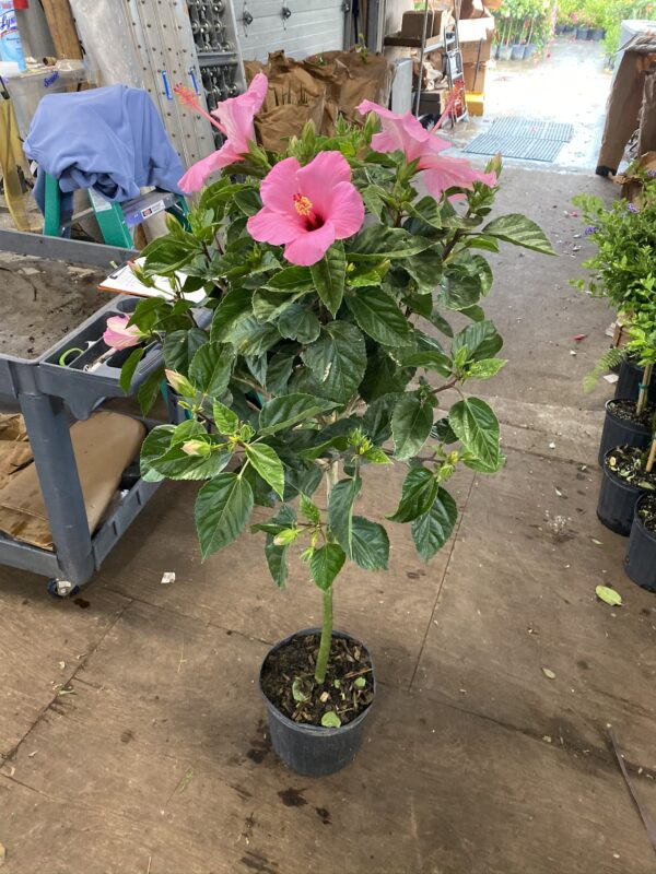 10" Hibiscus Premium (Tree) - Image 6